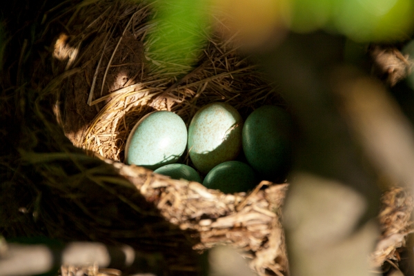 Das Nest in der Hecke