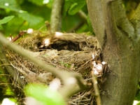 nest1 (1)