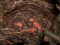 nest1 (10)