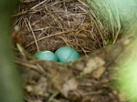 nest1 (3)