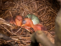 nest1 (7)