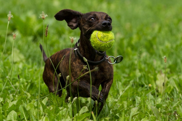 Hunde aus der Nachbarschaft