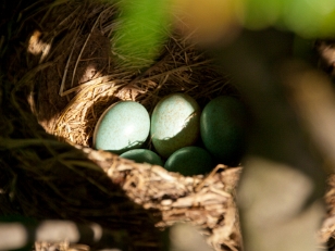 Das Nest in der Hecke Eine kleine Foto-Story ueber eine Amsel und ihre Kueken