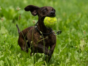 Hunde aus der Nachbarschaft